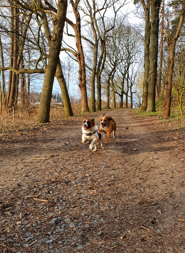 4Pfotenwunder Hundebetreuung Berlin Hundebetreuung Gassidienst