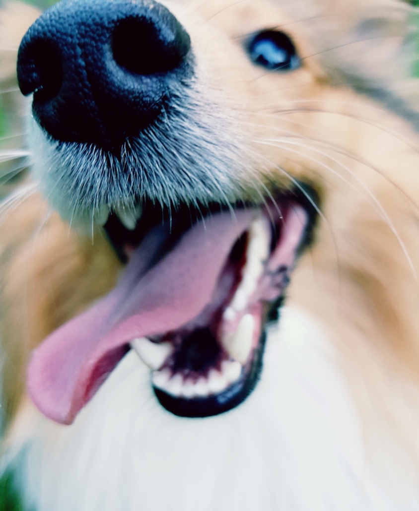 4Pfotenwunder Hundebetreuung Berlin Hundebetreuung Gassidienst