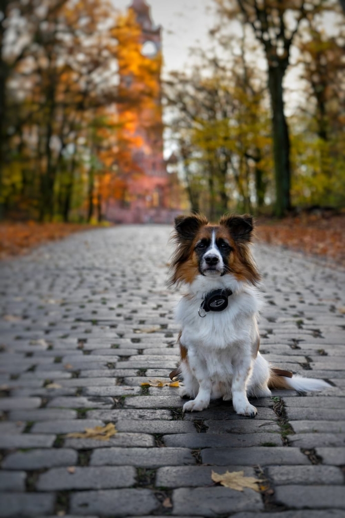 4Pfotenwunder Hundebetreuung Berlin Hundebetreuung Gassidienst